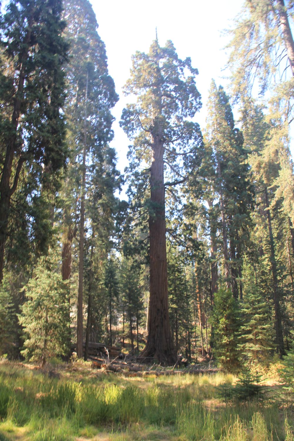 Grant Tree Trail, Boundary Trail and North Grove Trail 